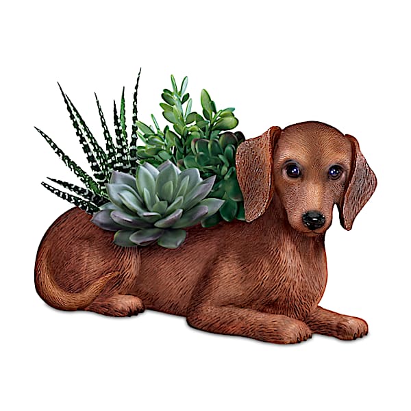 Dachshund Planter With Always In Bloom Succulents